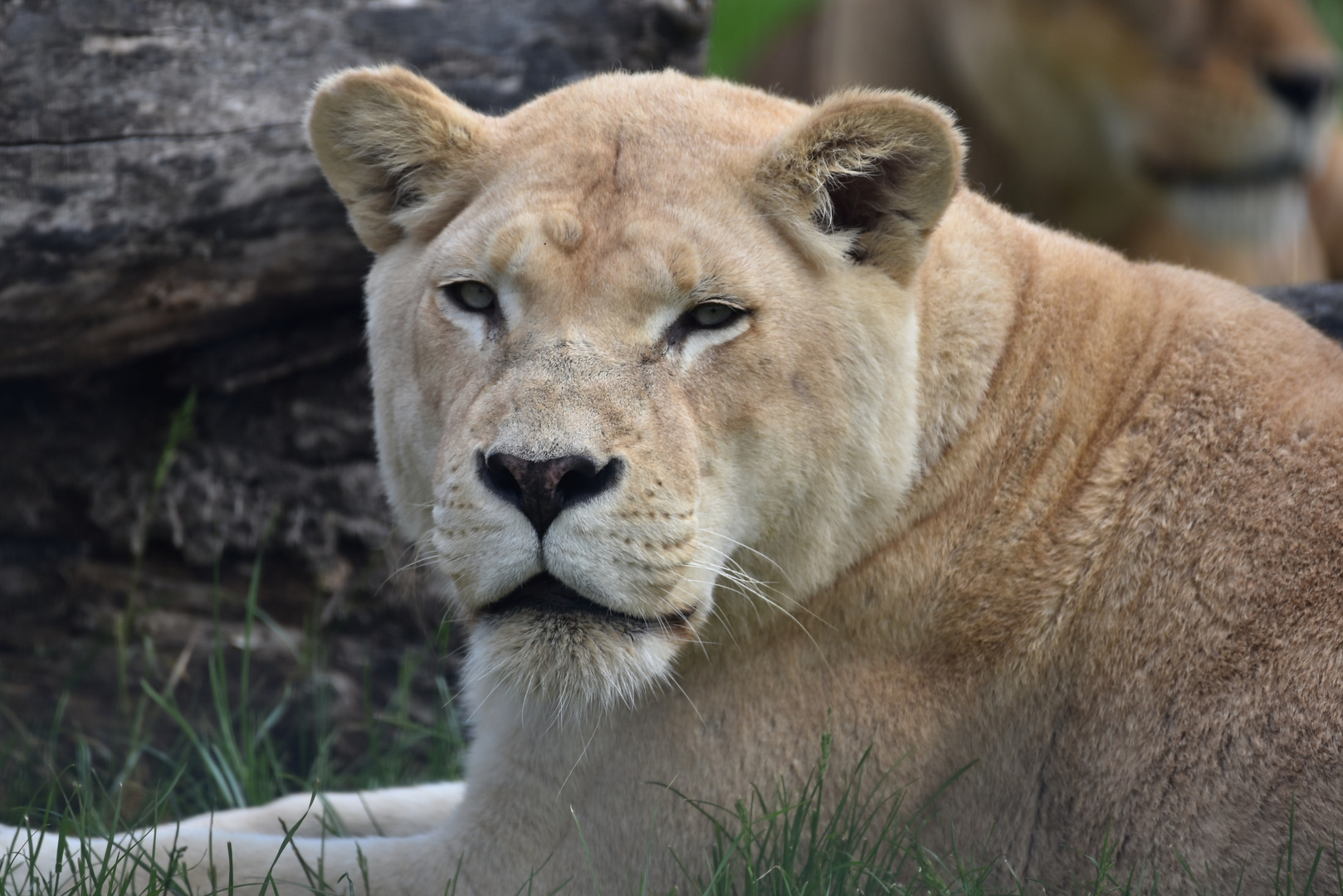 Löwin (Panthera leo)