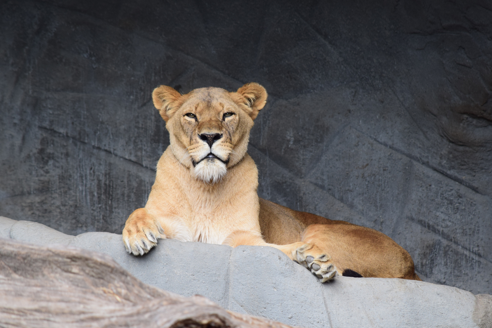 Löwin Portrait