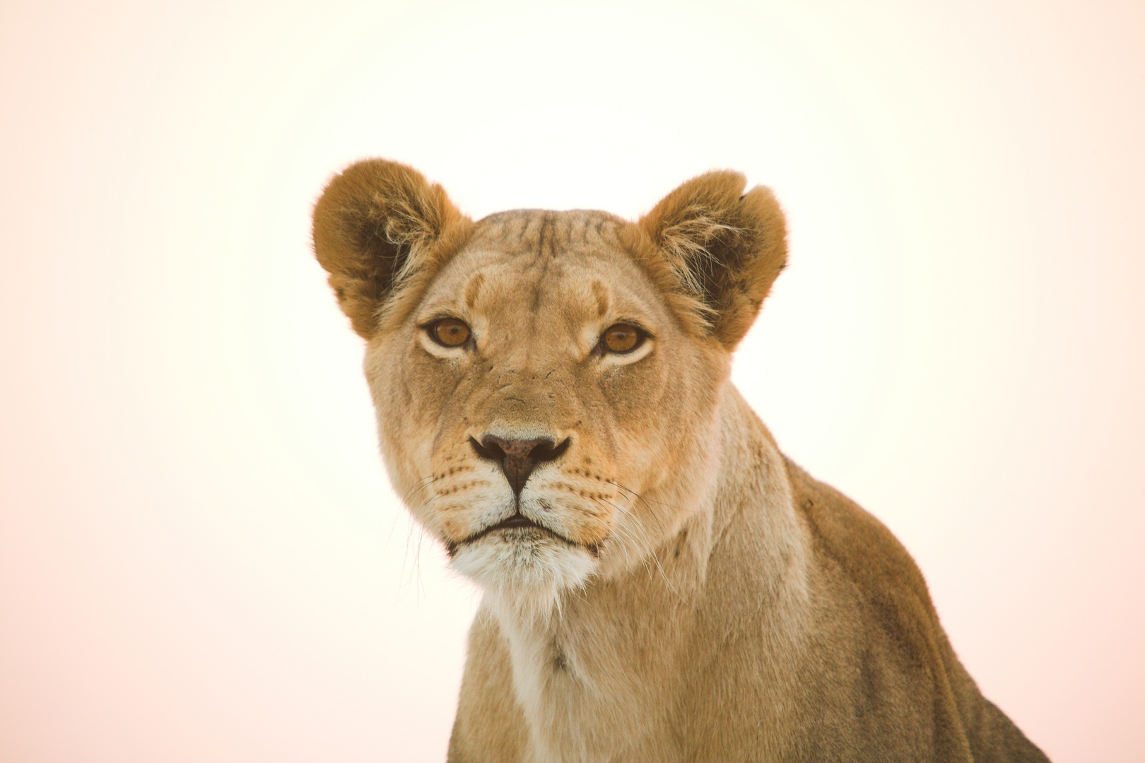 Löwin Portrait