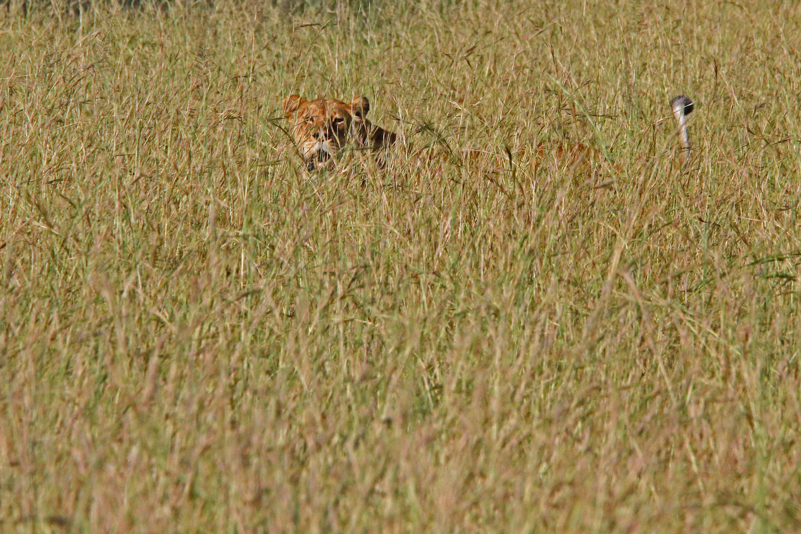 Löwin, Queen Elizabeth Nationalpark, Uganda 