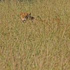 Löwin, Queen Elizabeth Nationalpark, Uganda 