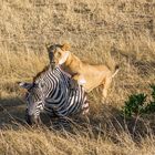 Löwin reisst Zebra