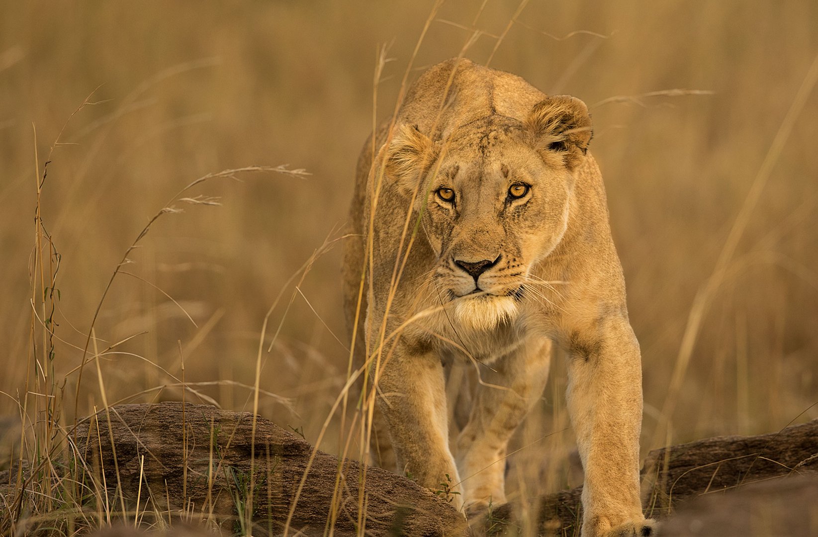 Löwin schleicht sich an Foto & Bild | natur, afrika, tiere ...