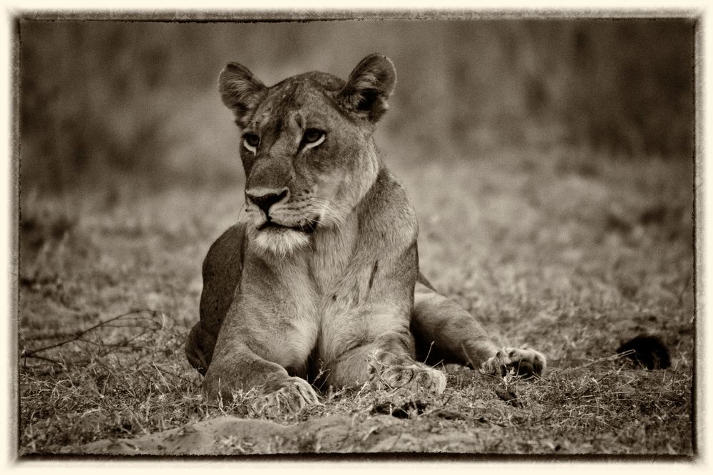 Löwin / South Luangwa / Sambia