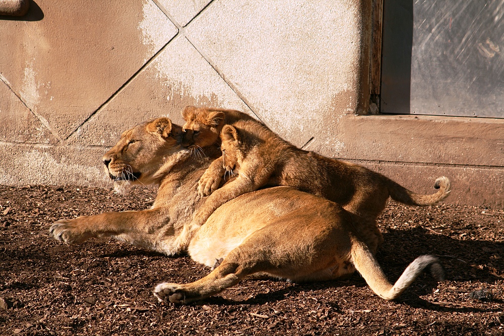 Löwin spielt mit ihren Jungen (Rotterdamer Zoo Niederlande) (19.03.2012)