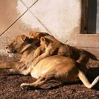 Löwin spielt mit ihren Jungen (Rotterdamer Zoo Niederlande) (19.03.2012)