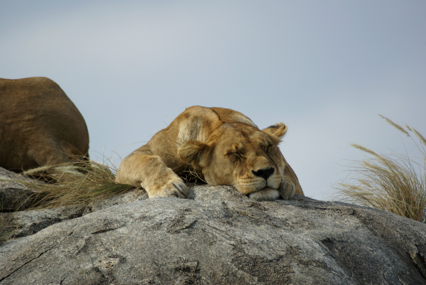 Löwin. Tanzania