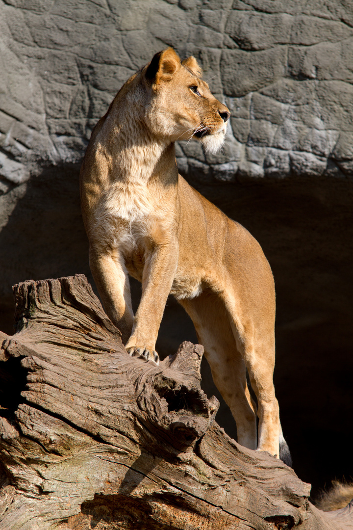 Löwin, Tierpark Hagenbeck