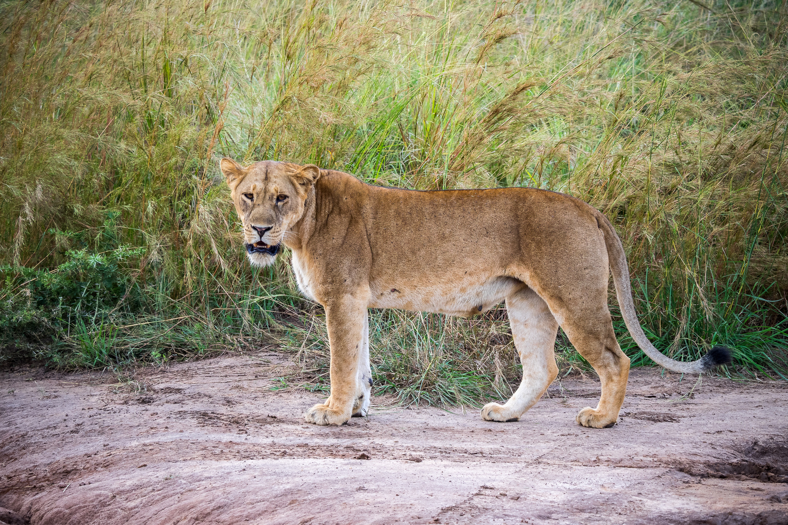 Löwin Uganda