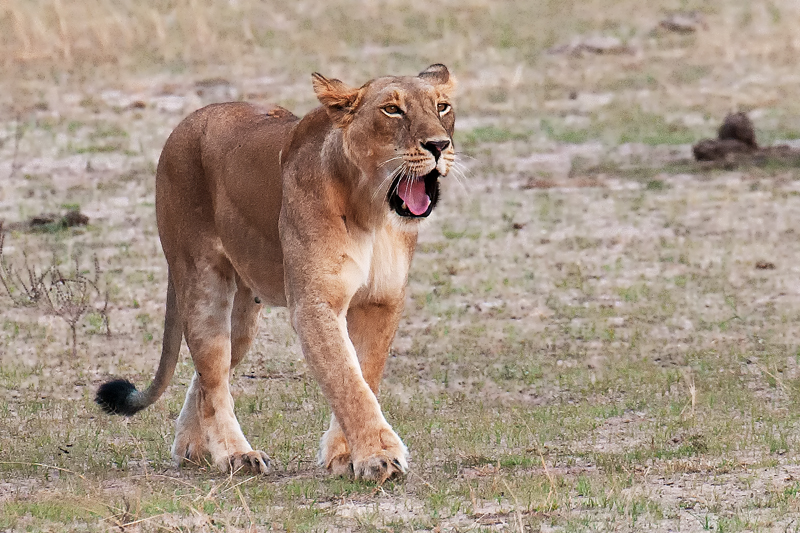 Löwin, Uganda