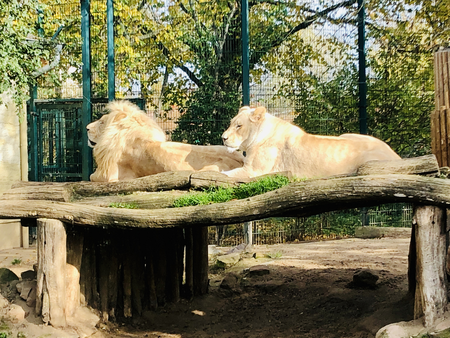 Löwin und Löwe beim sonnen
