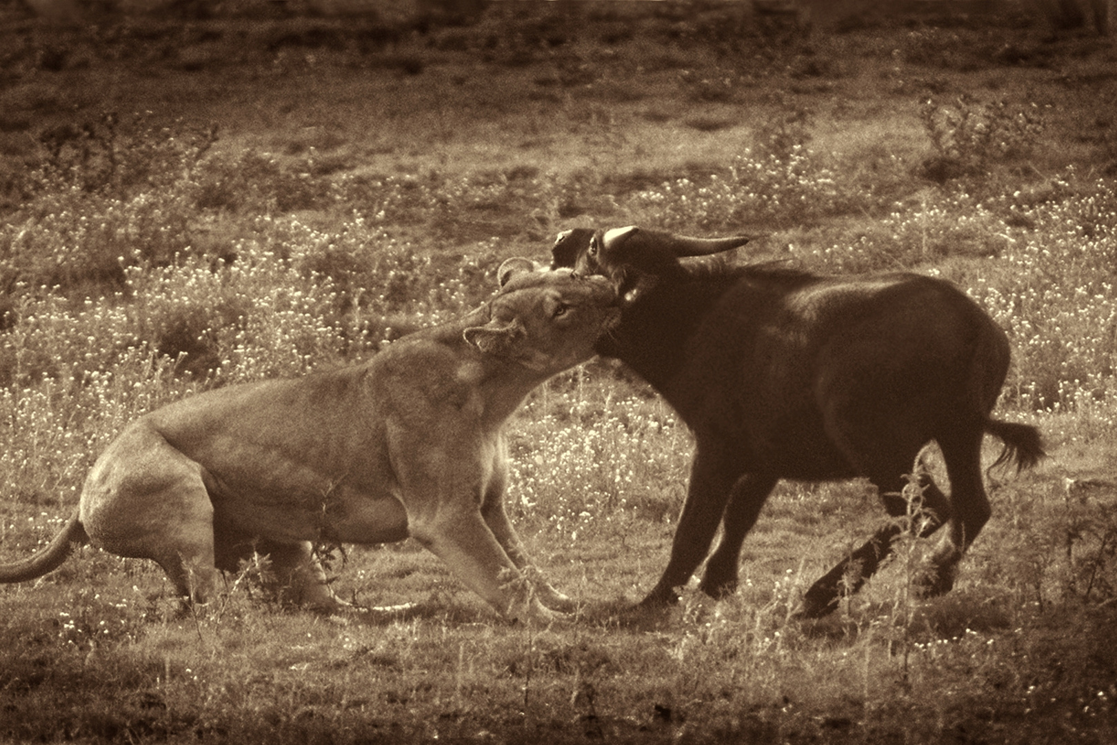 Löwin versucht Büffelkalb zu Töten(Chobe N.P.)