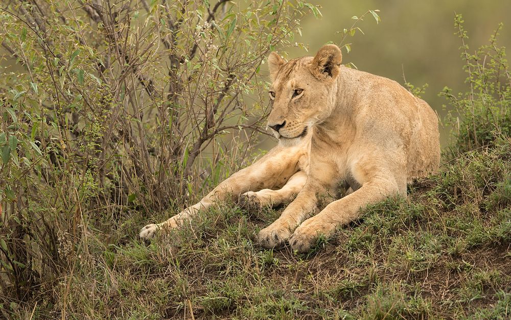 Löwin  ( Wildlife )