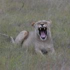 Löwin zeigt Zähne