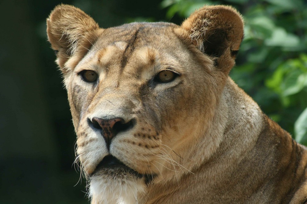 Löwin Zoo Duisburg