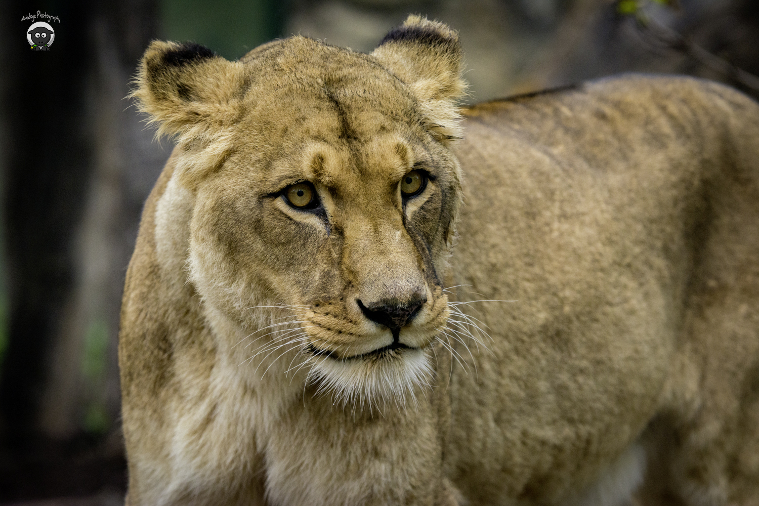 Löwin-Zoo Vienna