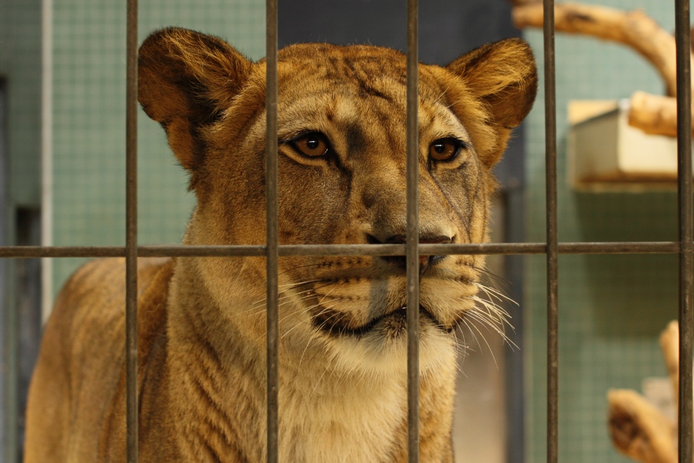 Löwin Zoologischer Garten Berlin Foto & Bild tiere