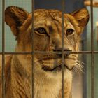 Löwin - Zoologischer Garten Berlin