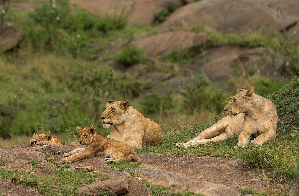 Löwinen mit Babys