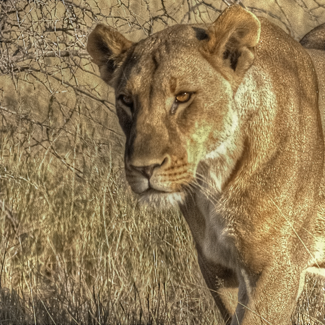 Löwin_Namibia