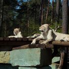 Löwinnen im Safaripark Stukenbrock