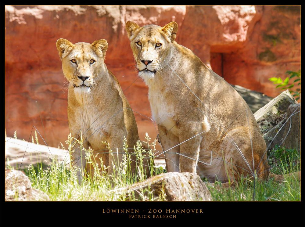 Löwinnen im Zoo Hannover