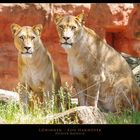 Löwinnen im Zoo Hannover