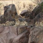 Löwinnen in Katavi
