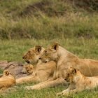 Löwinnen mit Nachwuchs (Wildlife)