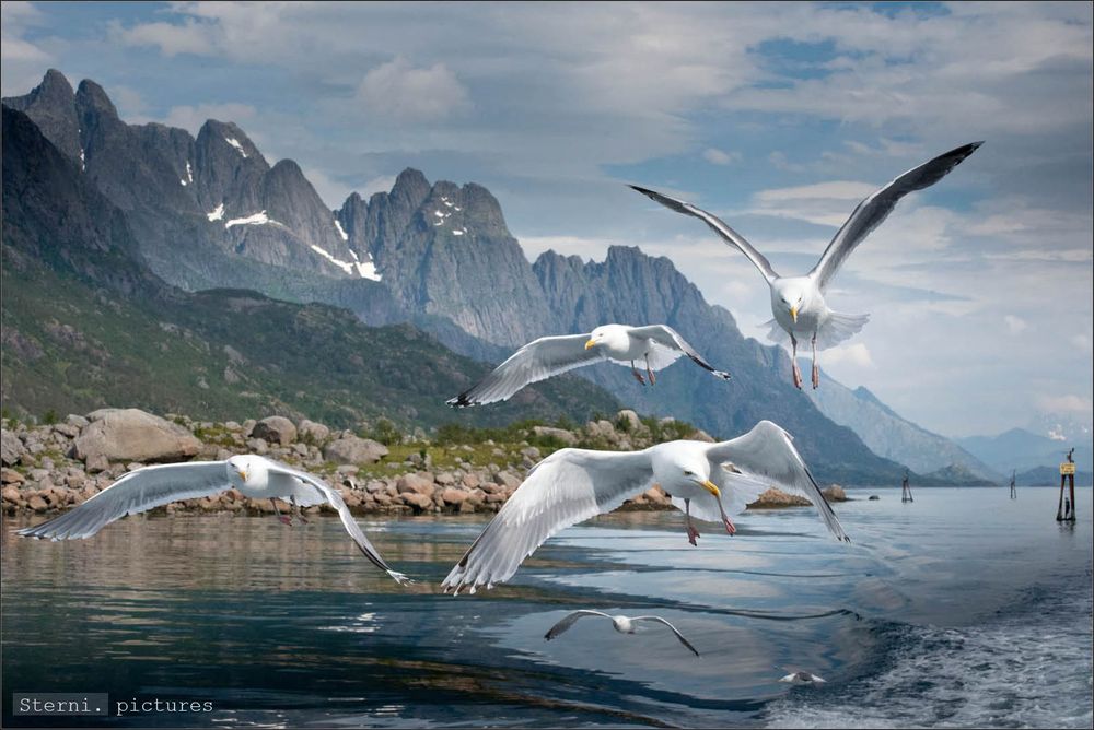 Lofoten [01] ..."Die Vögel"