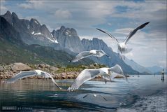 Lofoten [01] ..."Die Vögel"