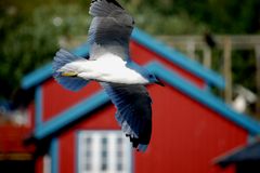 Lofoten 2007