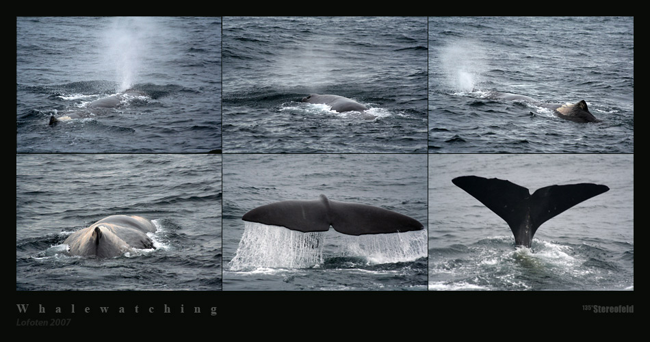 Lofoten 2007 - Whalewatching