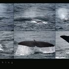 Lofoten 2007 - Whalewatching