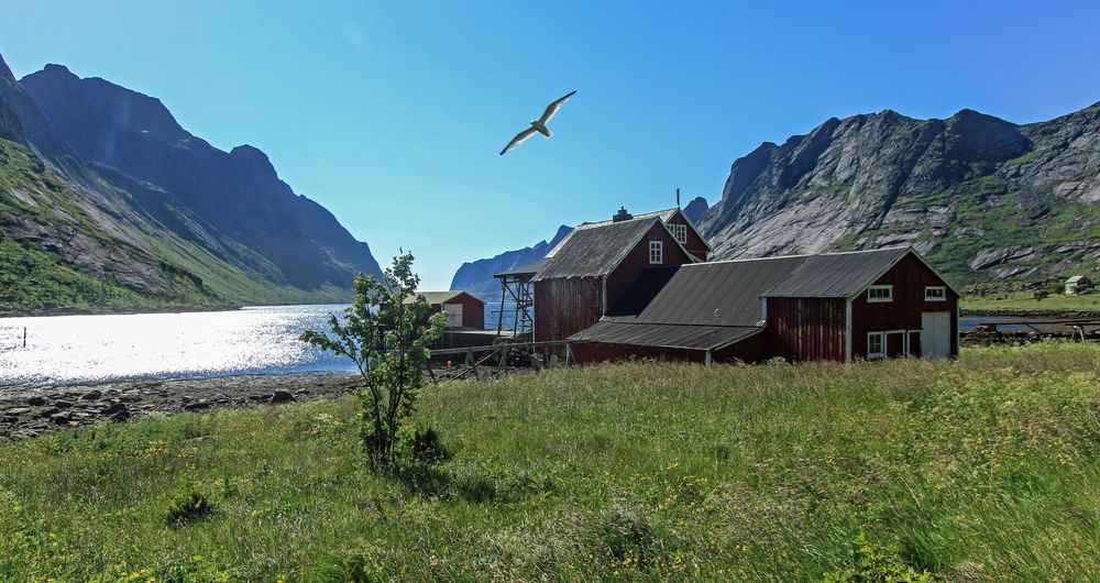 Lofoten (8)