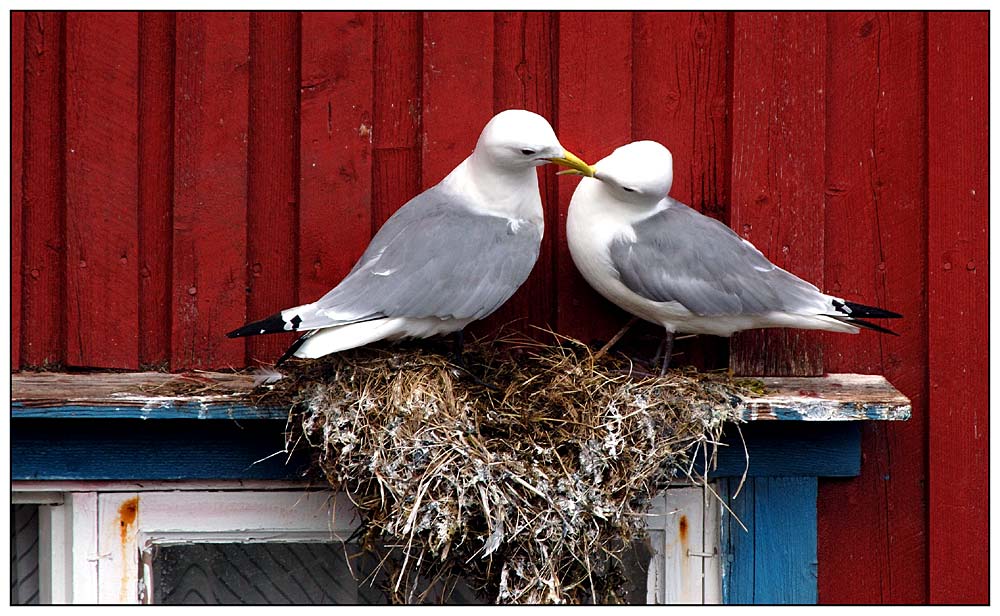 LOFOTEN AE Möwenpaar