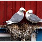 LOFOTEN AE Möwenpaar