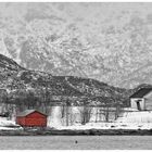 LOFOTEN - Ein roter Farbtupfer 