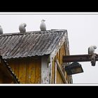 Lofoten-Flakstadøy 092