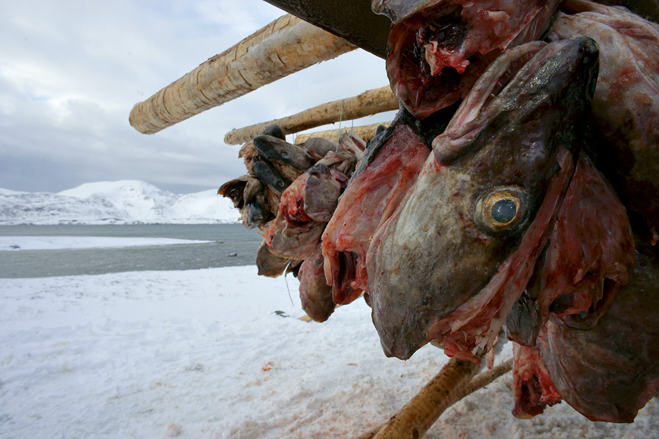 Lofoten im Winter – Kalter Fisch