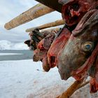 Lofoten im Winter – Kalter Fisch