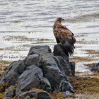 Lofoten - junger Seeadler