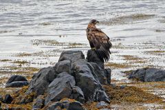 Lofoten - junger Seeadler