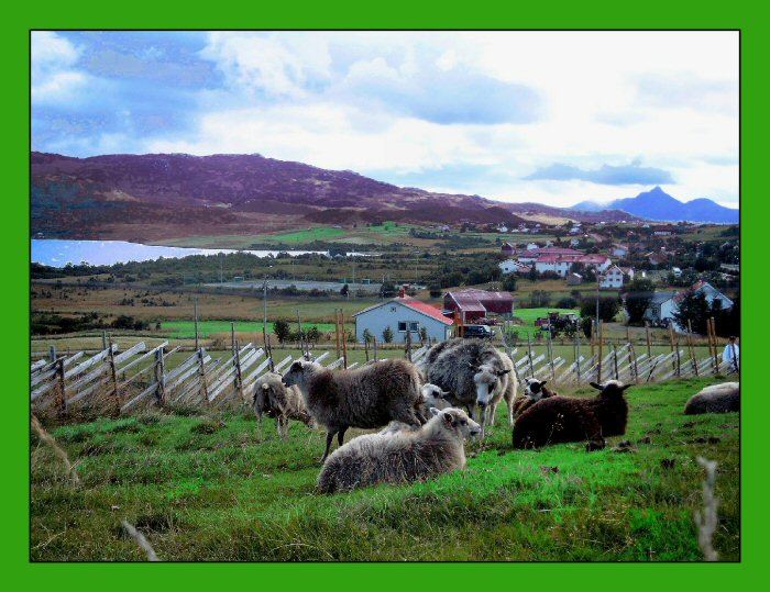 "Lofoten-Schafe"