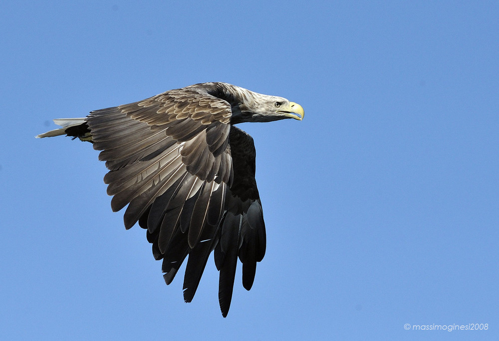 lofoten - sea eagle 2