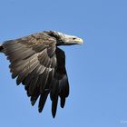 lofoten - sea eagle 2