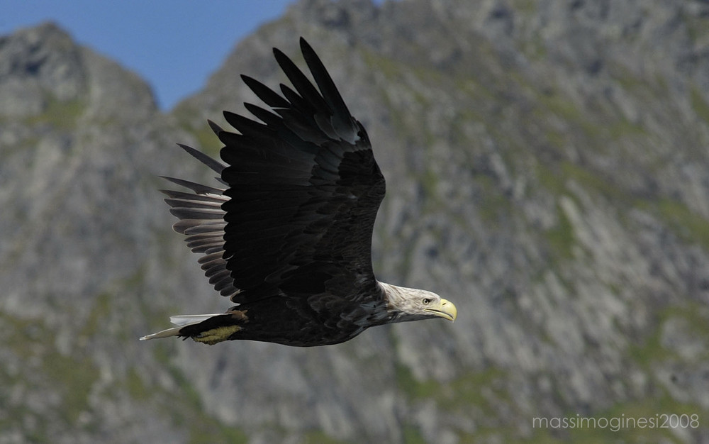 lofoten - sea eagle 3