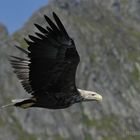 lofoten - sea eagle 3