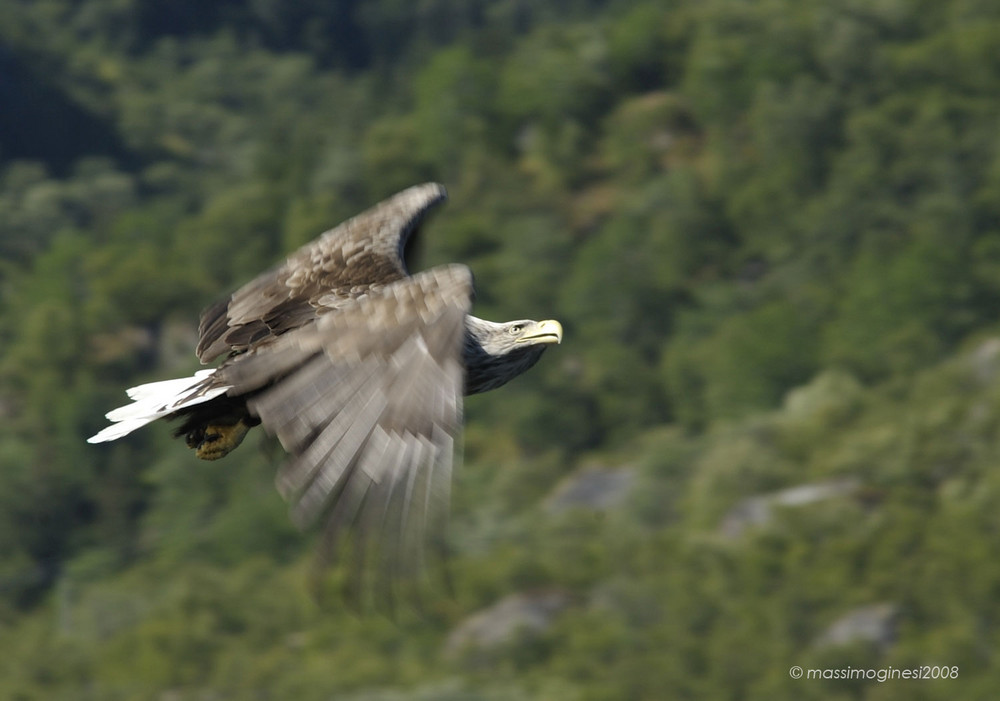 lofoten - sea eagle