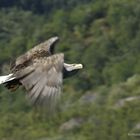 lofoten - sea eagle